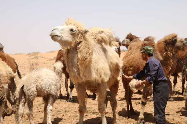 Camel Hair - an Eco Friendly, Sustainable Fibre